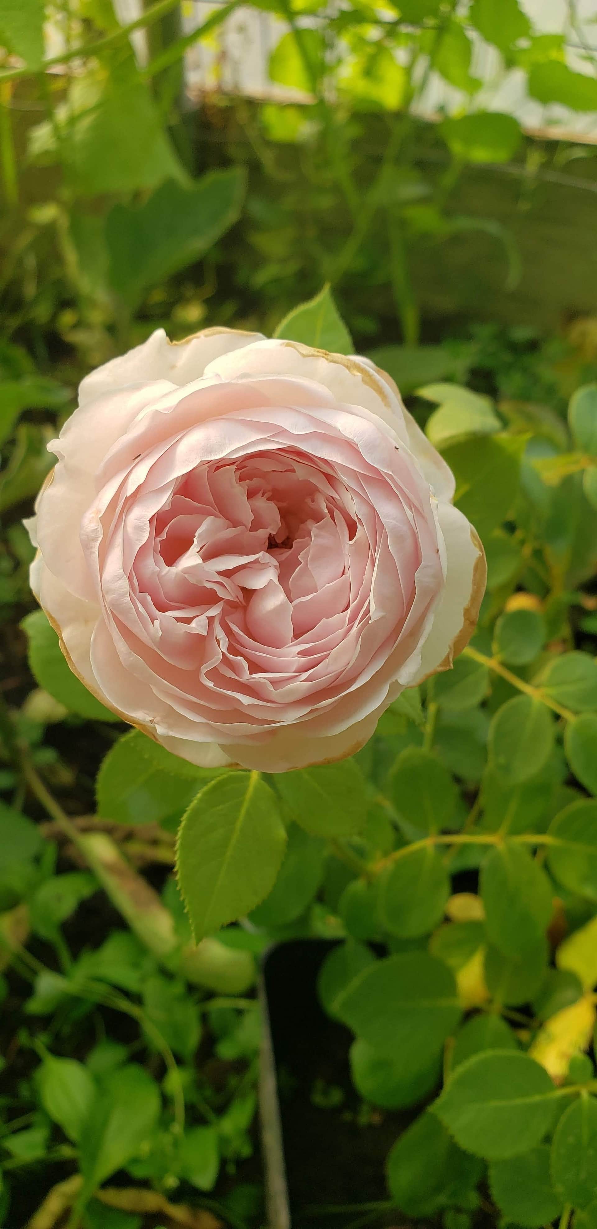 Compass Rose Farms
