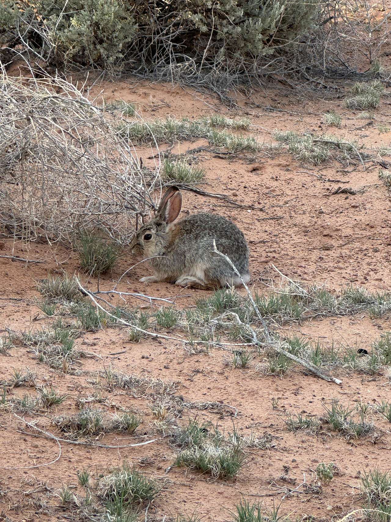 Glamping Canyonlands