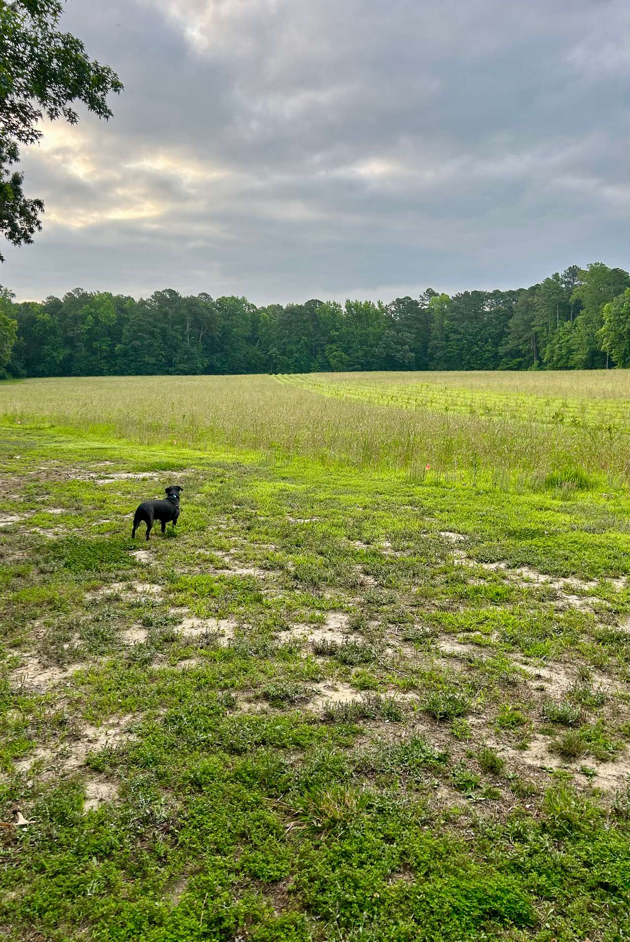 Cornerstone Farm