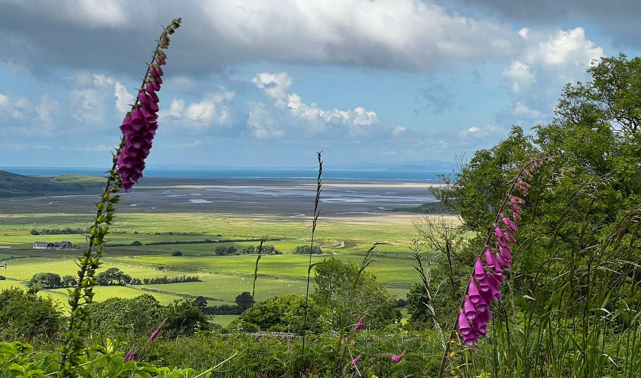 Foxgloves and the estuary vie
