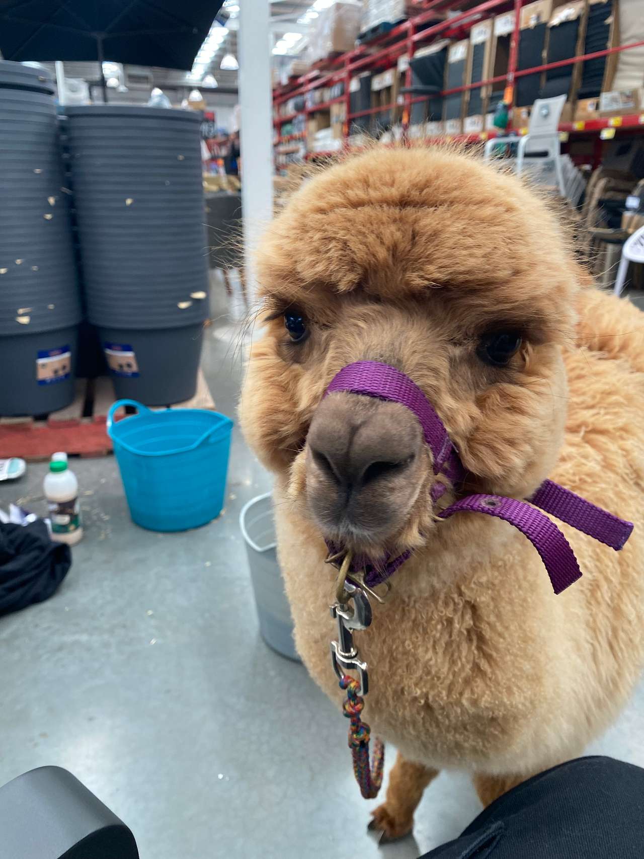 Mamoes Alpaca Farm