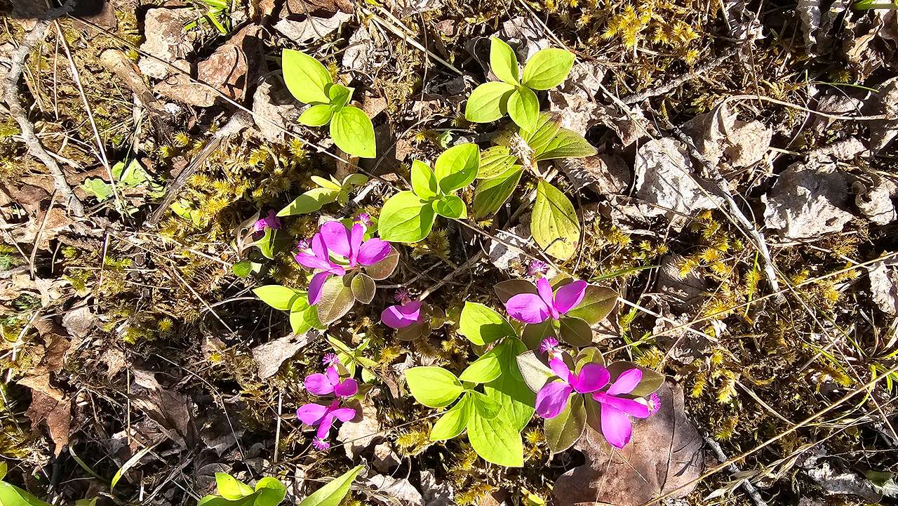 Fringed milkwort