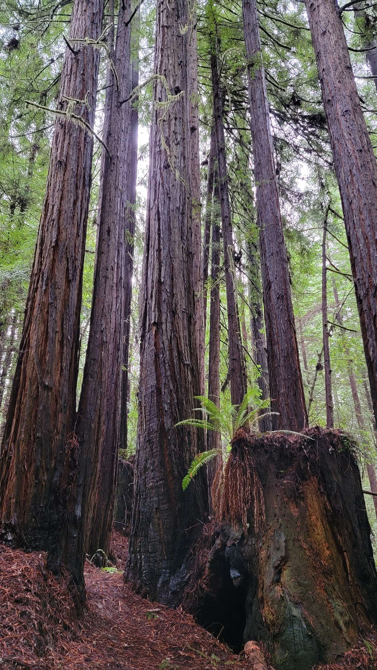 If you decide to explore and hike, you will come across this scene on the trail leading to the creek.