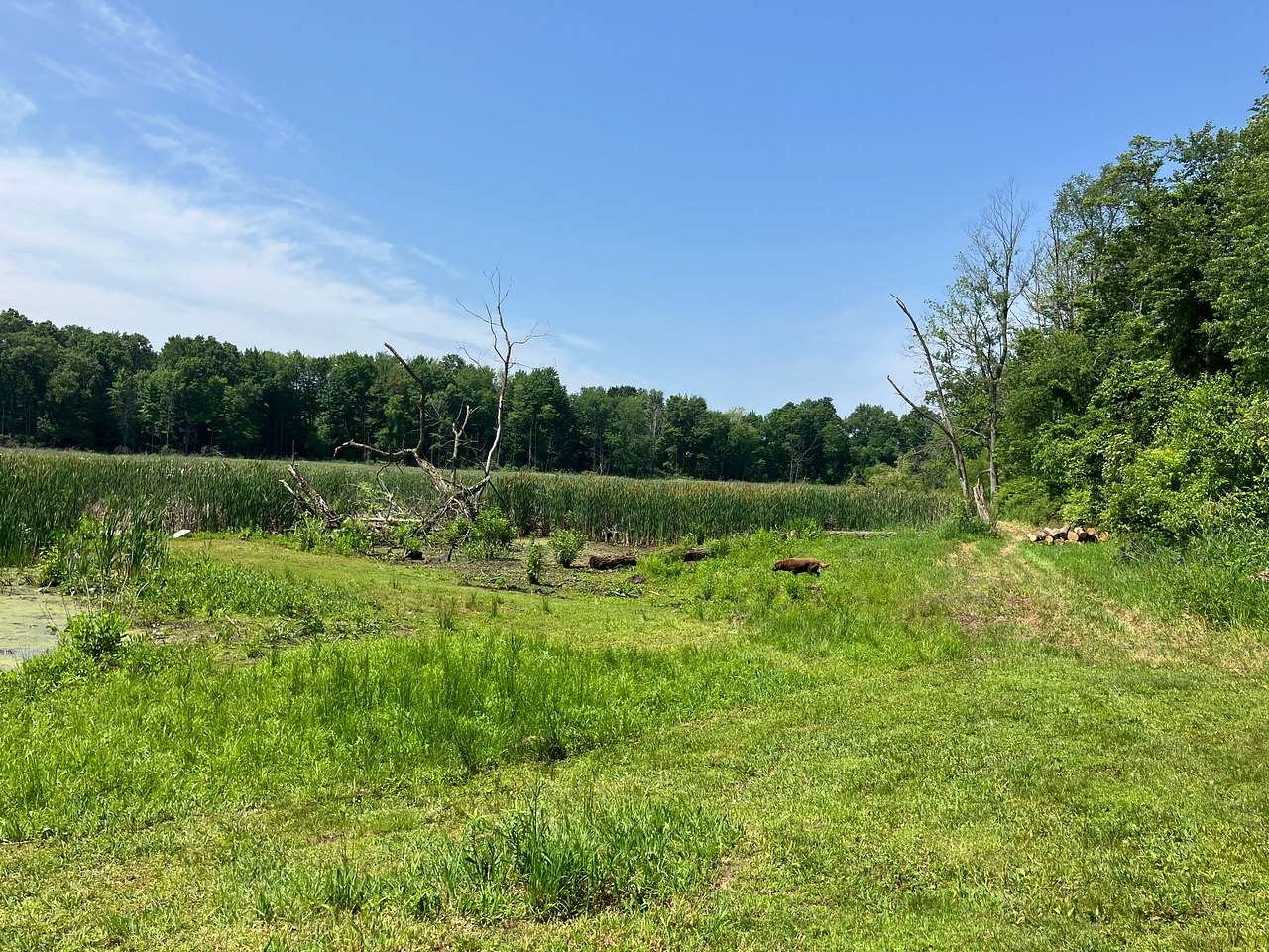 Picture of the site