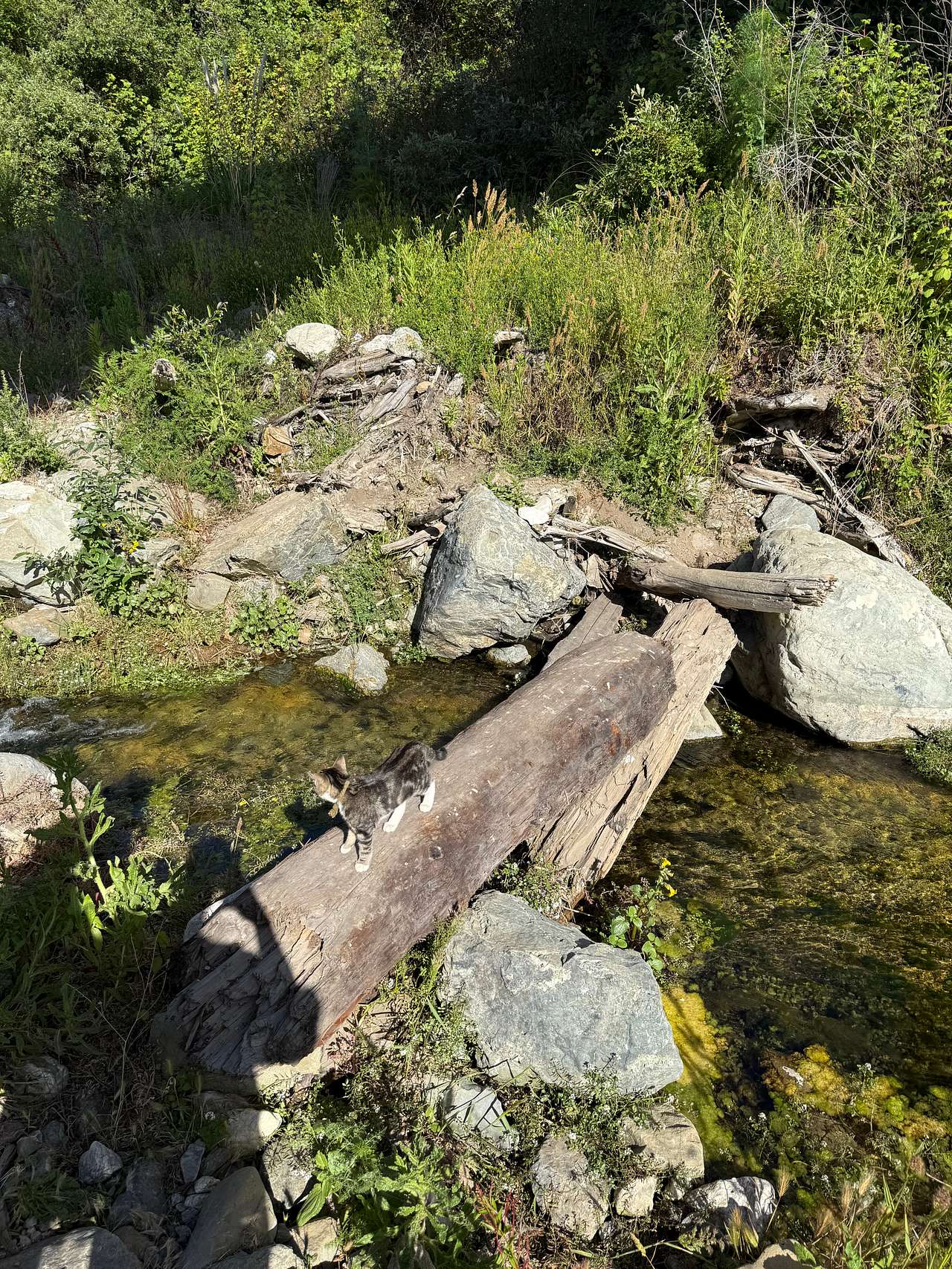 Cat on Log Bridge