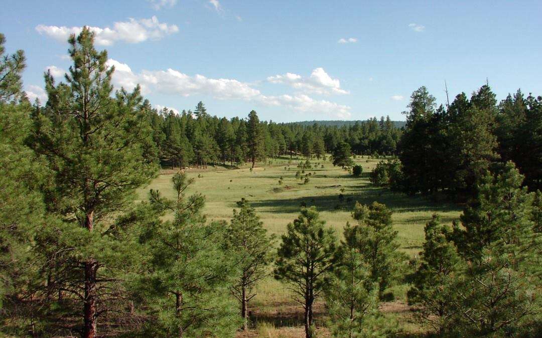 View more photos of Camp Tontozona