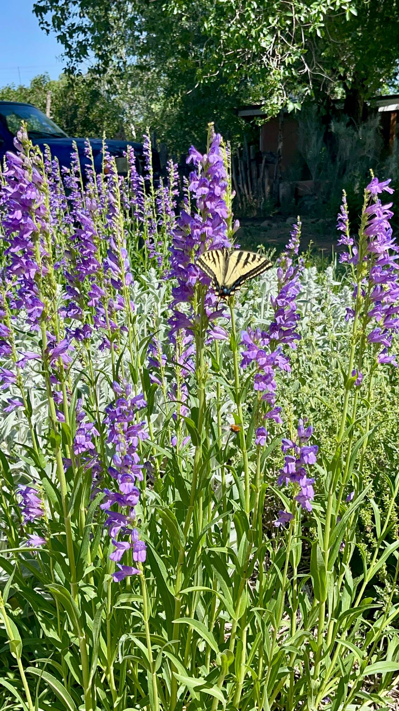 Taos Goji Farm & Eco Lodge