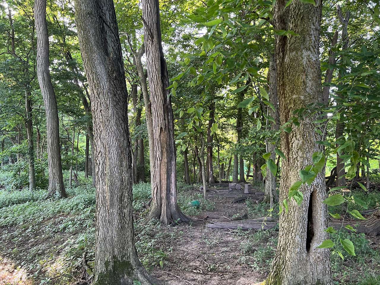 Picture of the site