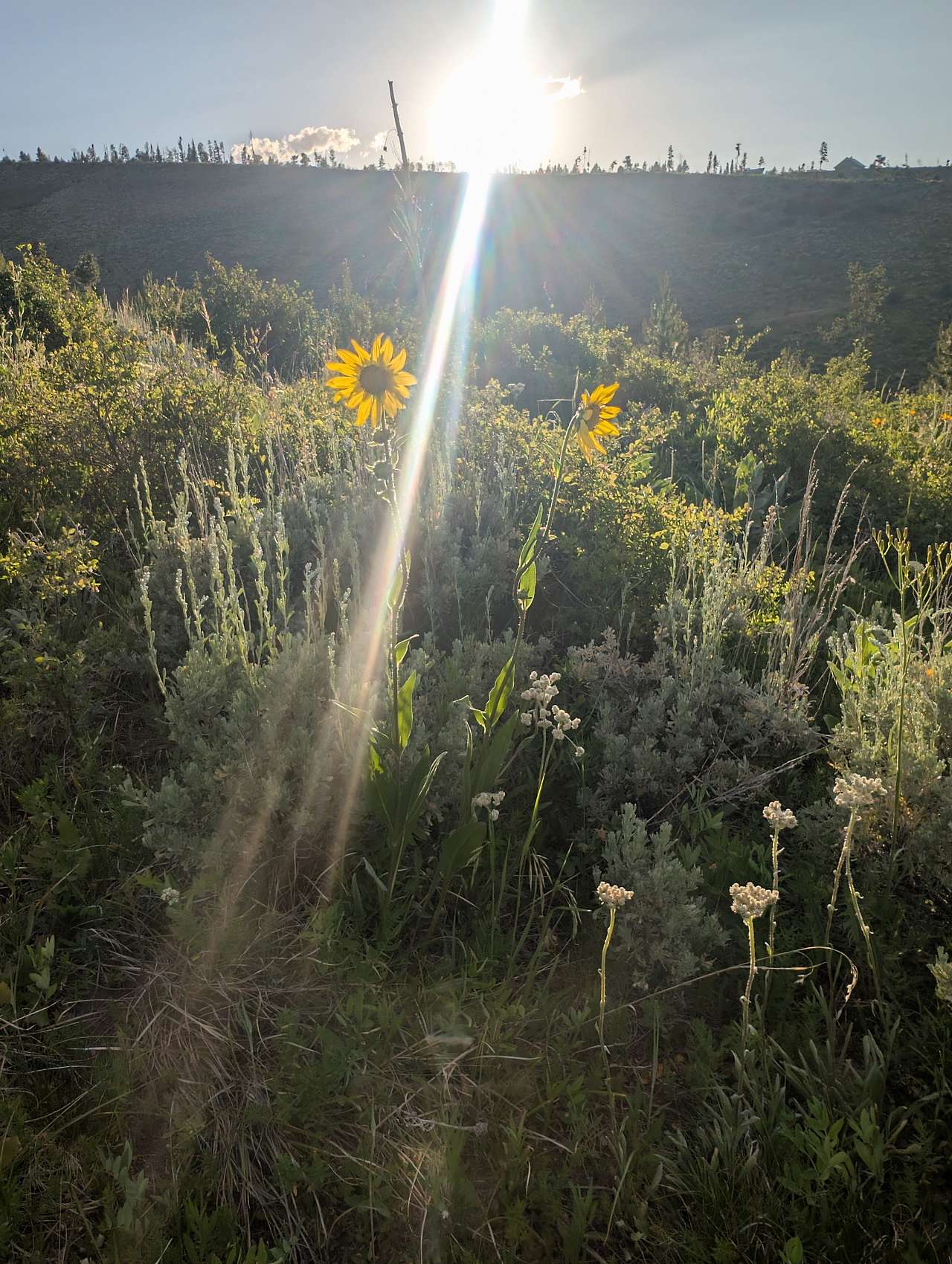 Williams Fork Lodging
