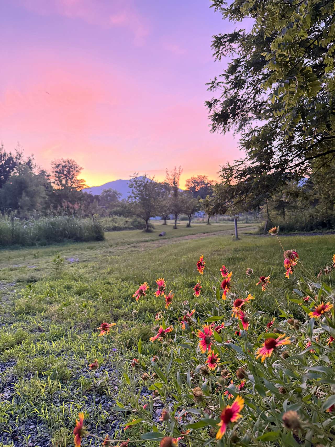 Summer evening view from campsite
