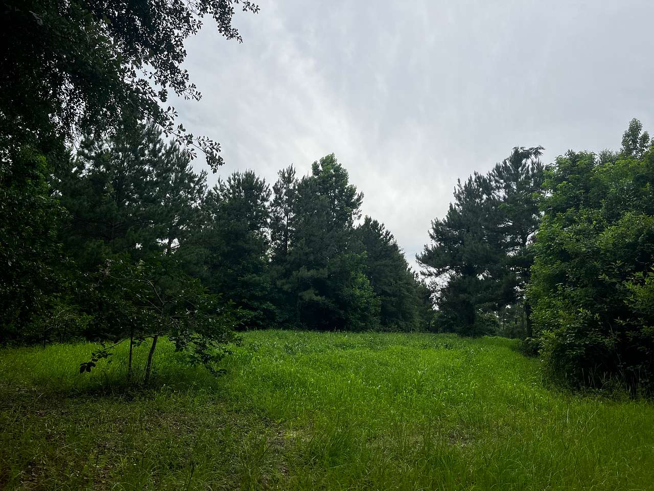 The fields for deer
