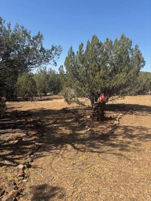 Site 5 looking west.