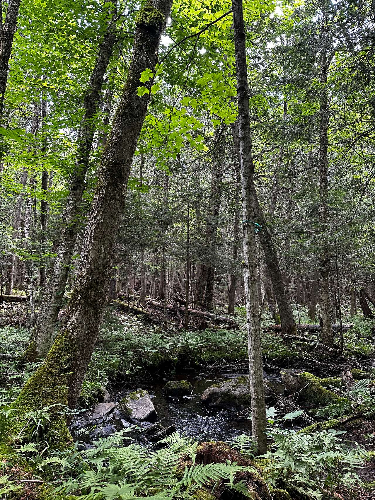 Aux Cinq Sens Nature Retreat