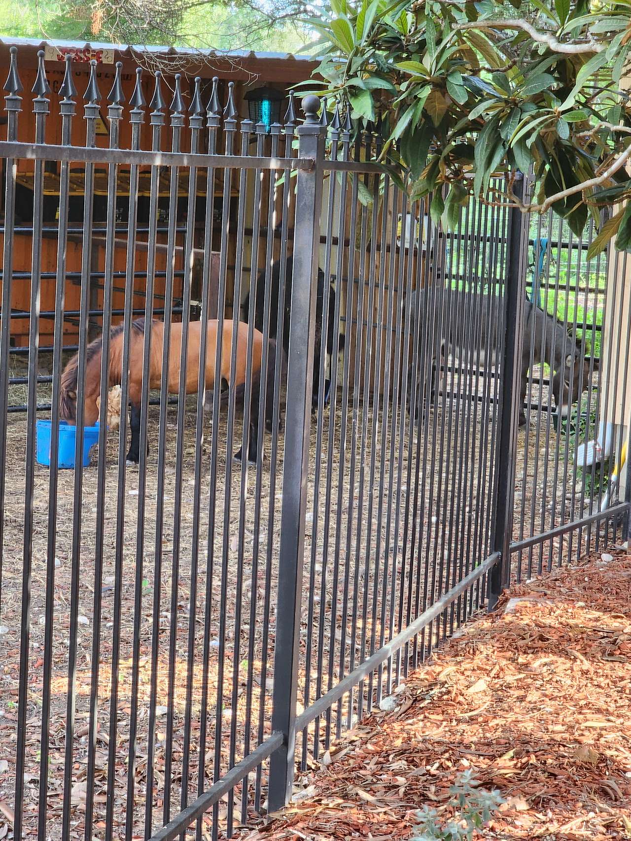 Can see the animals from the Water Closet