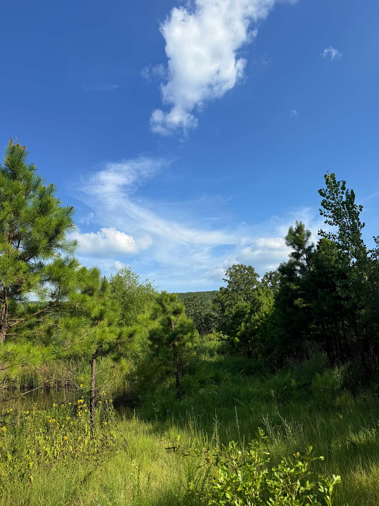 Buffalo Tree Ranch