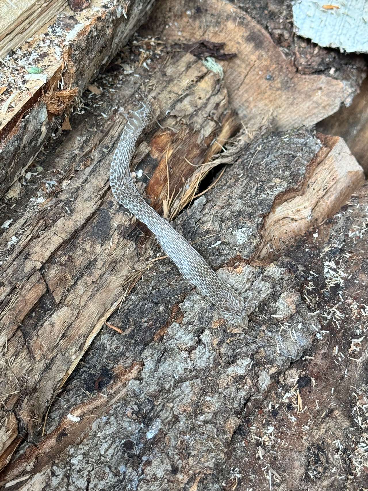Snake shedding its skin on the wood pile! 