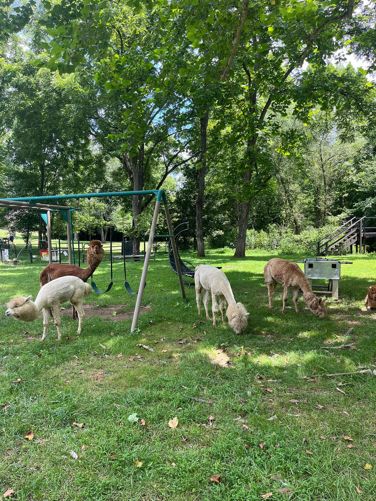 Roma Flores Farm