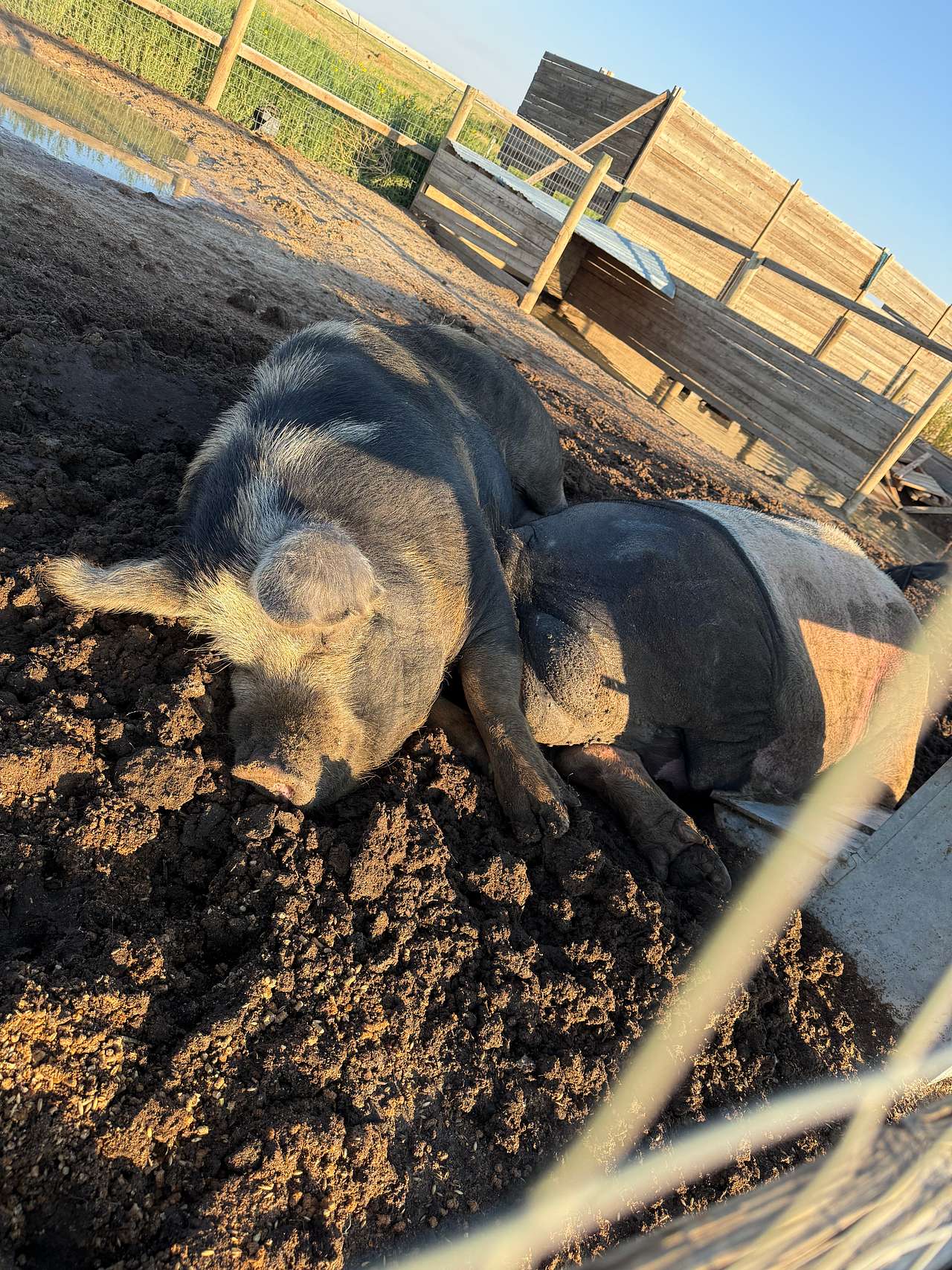 Tuff’s Animal Rescue @ Tuff’s Ranch