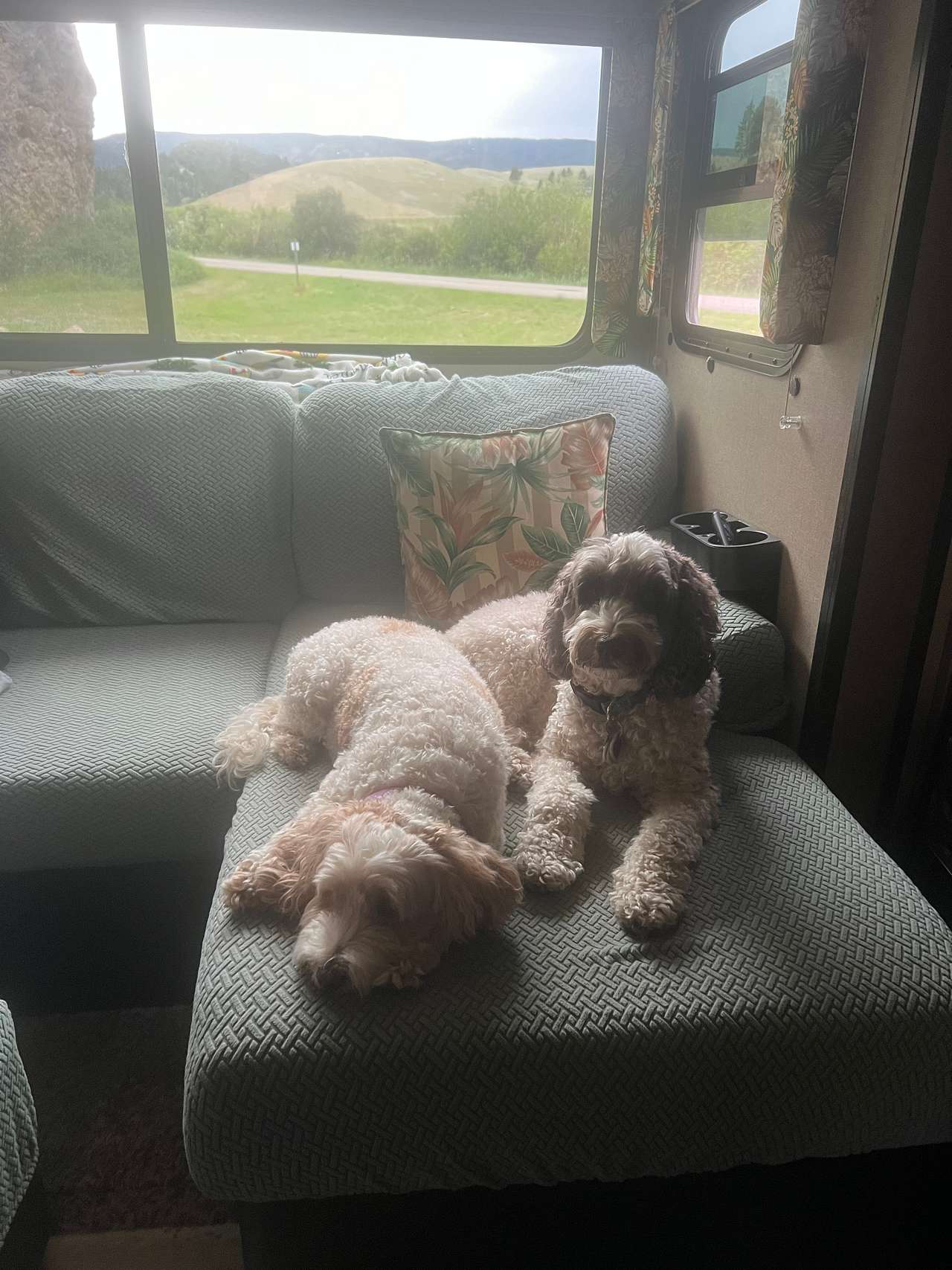 Tiki & Lani enjoying the views from our windows