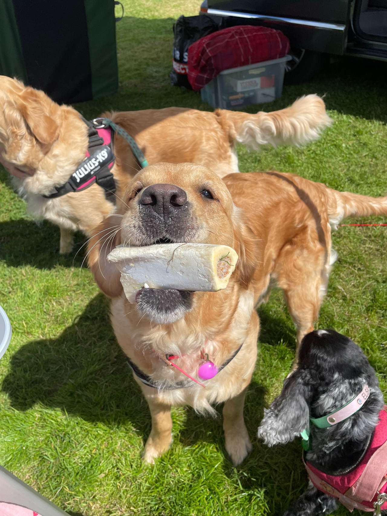 Dog friendly site