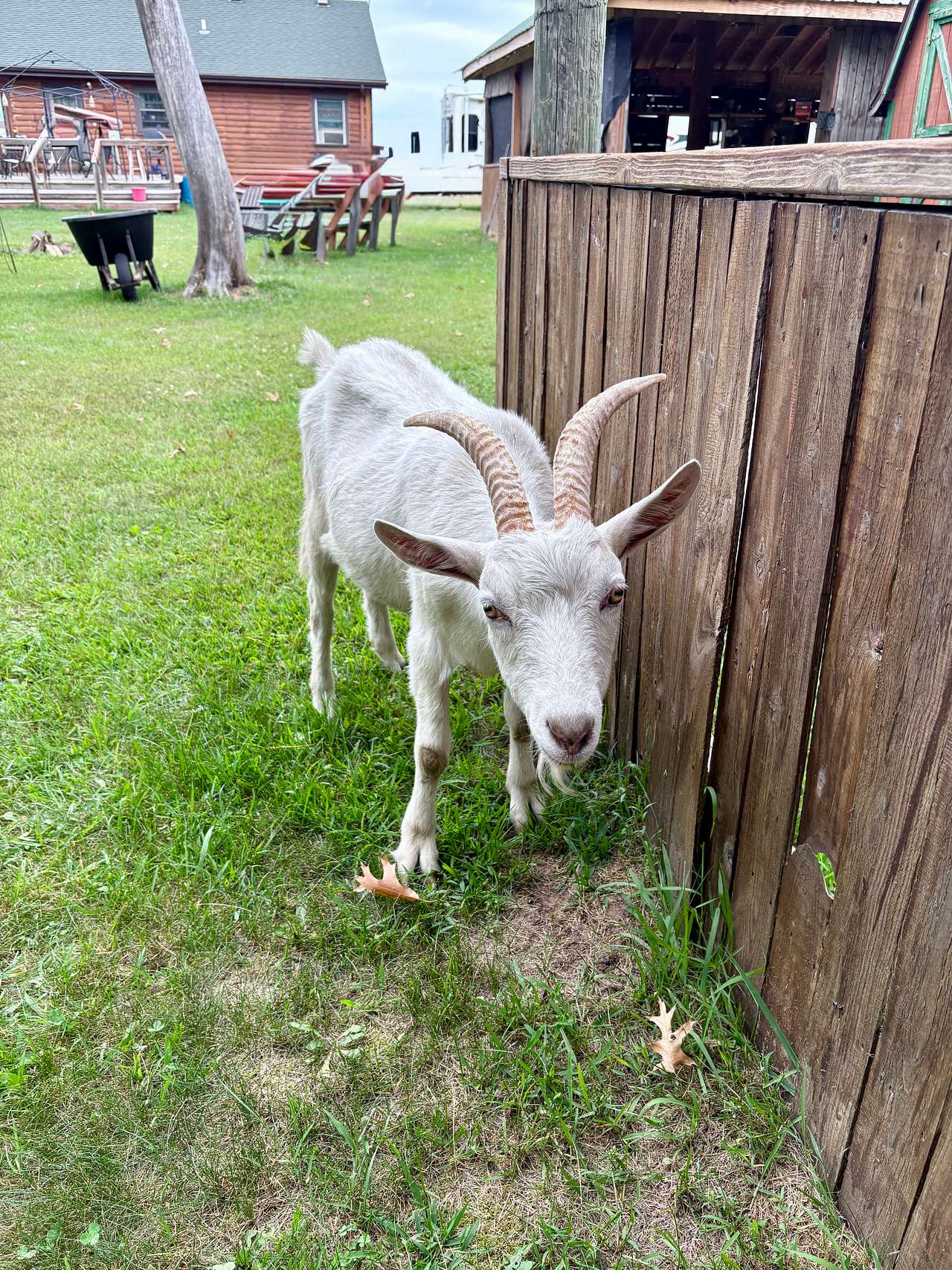 George (if the goats are out of their pen, Sheri is watching them to make sure they don’t jump on your car lol)