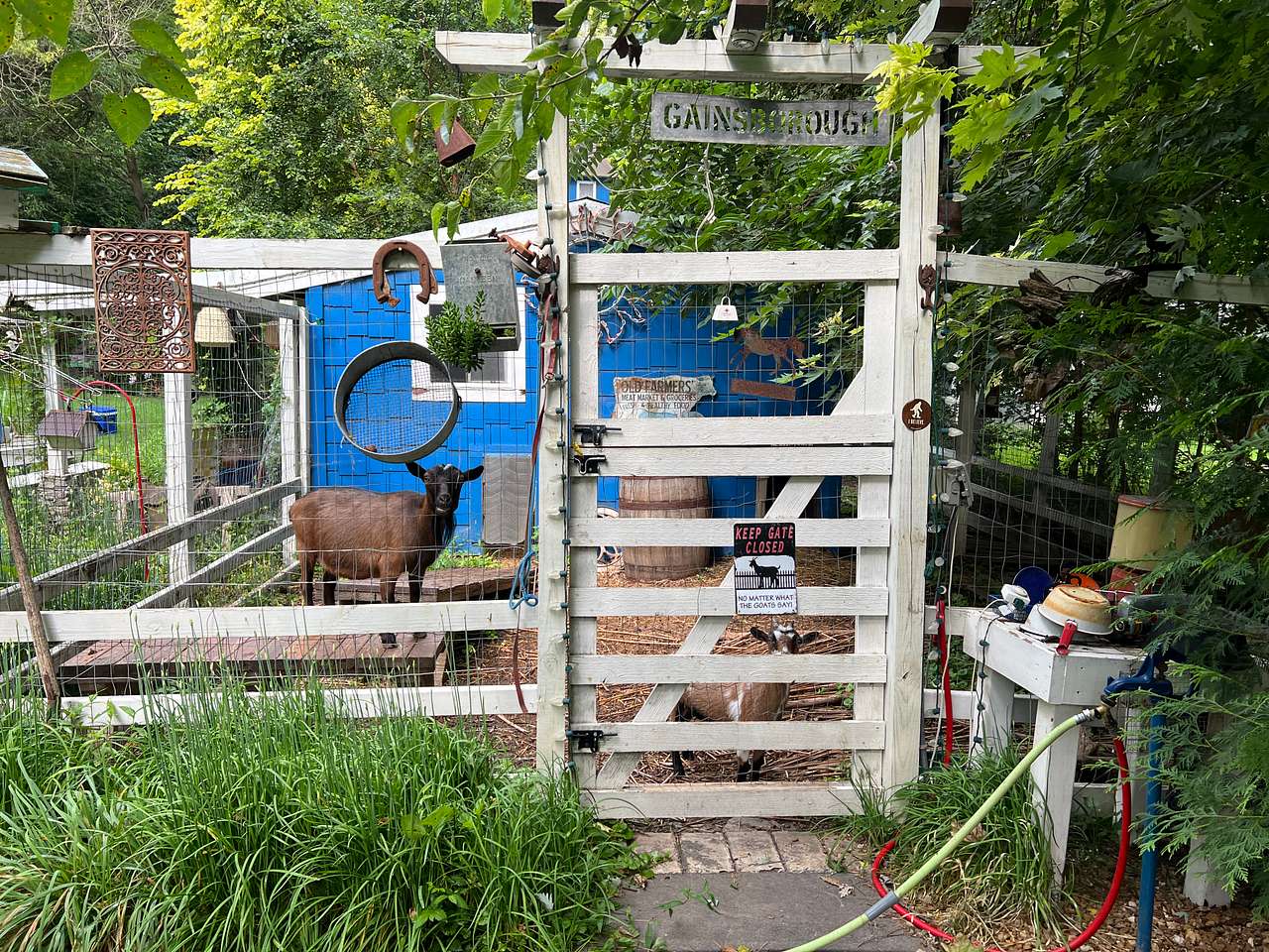 The friendly goat residents!