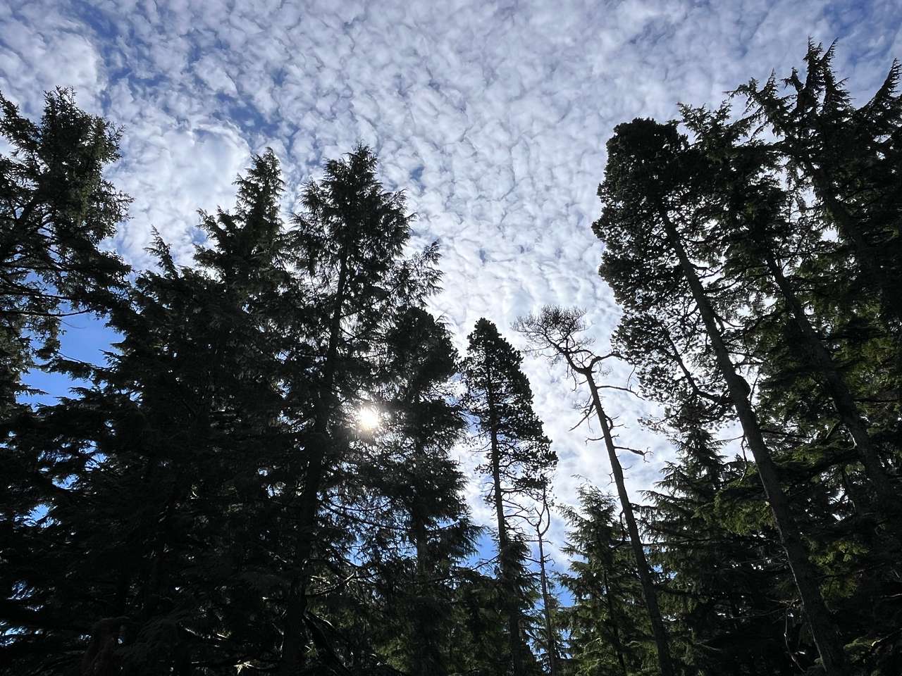 Tllaalside Forest Glamping