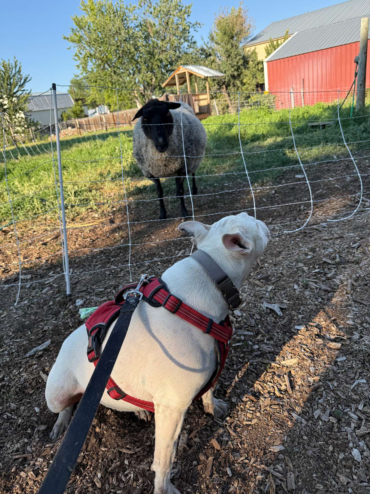 Making new friends