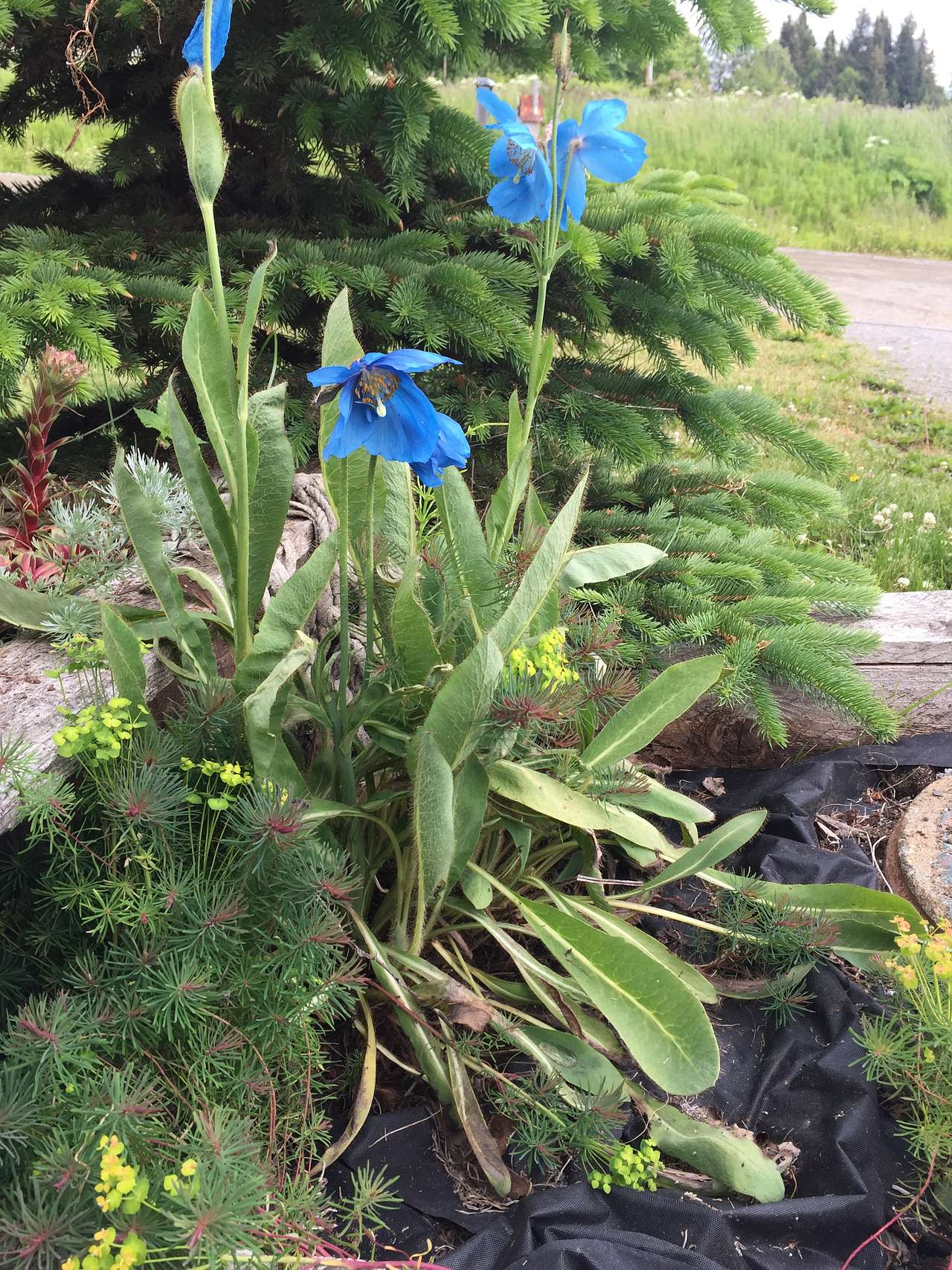 Blue Poppy