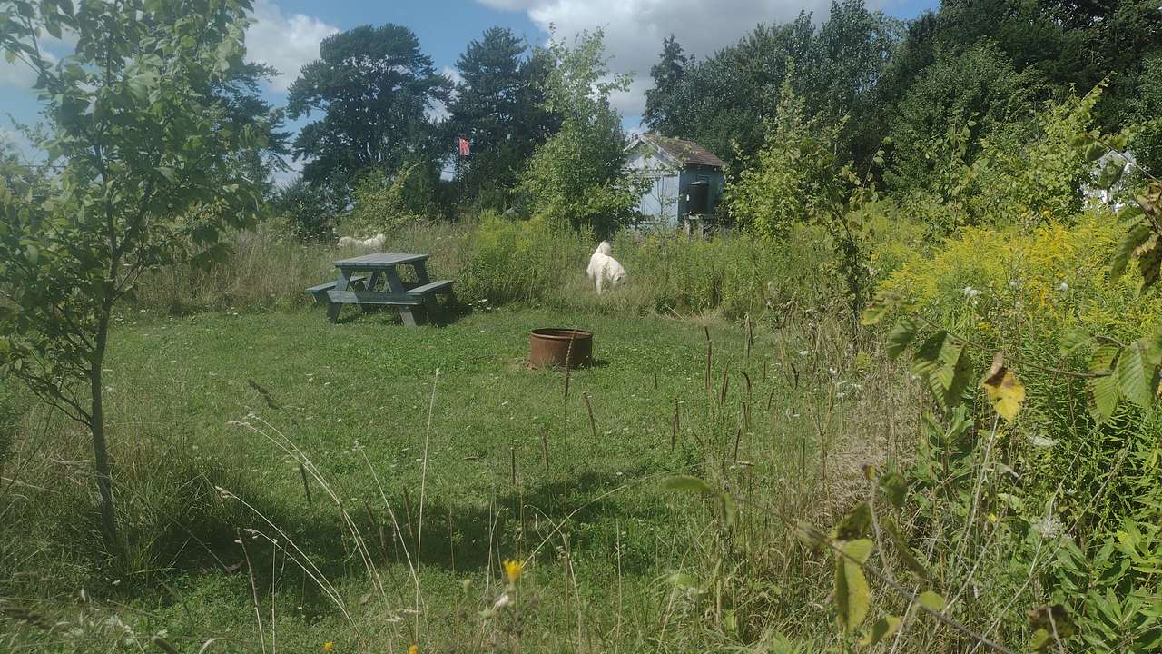 Wilde on Turtle Island Sanctuary