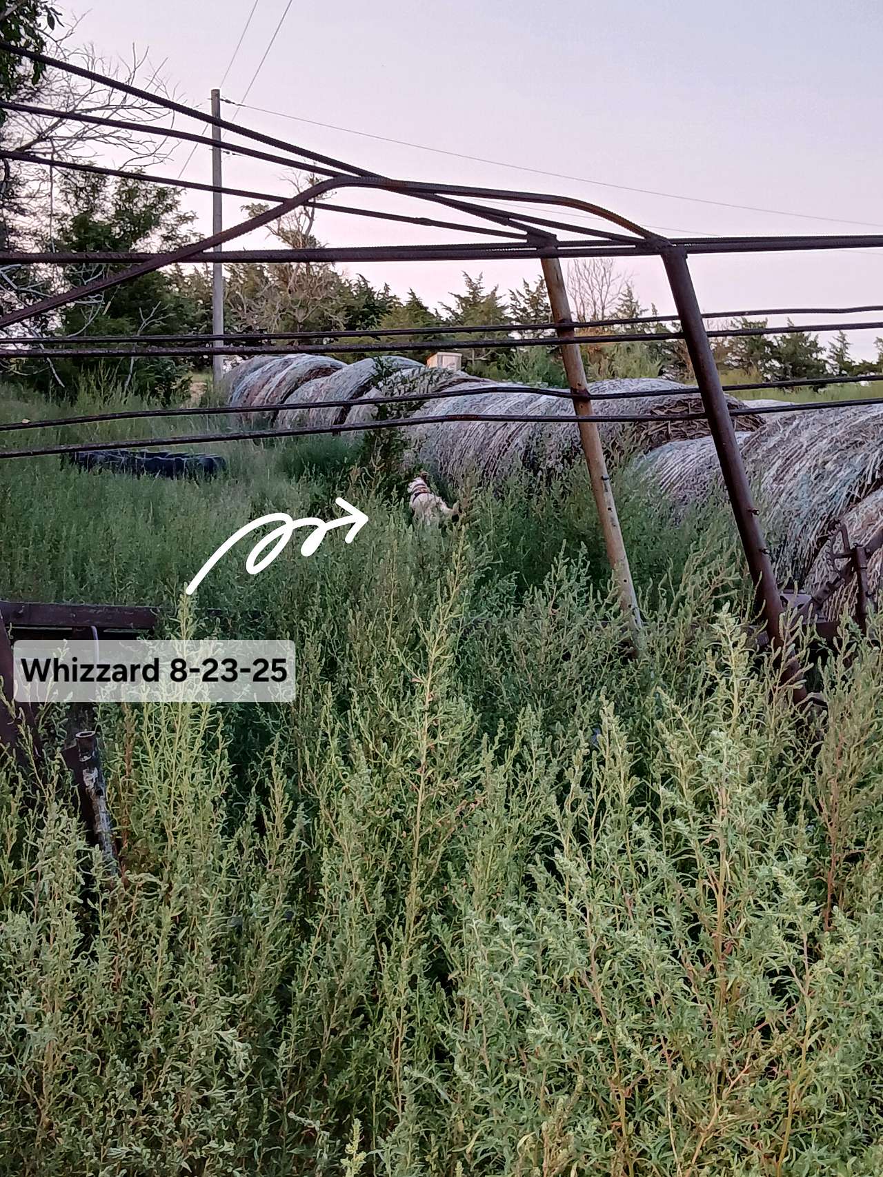 Picture of the site