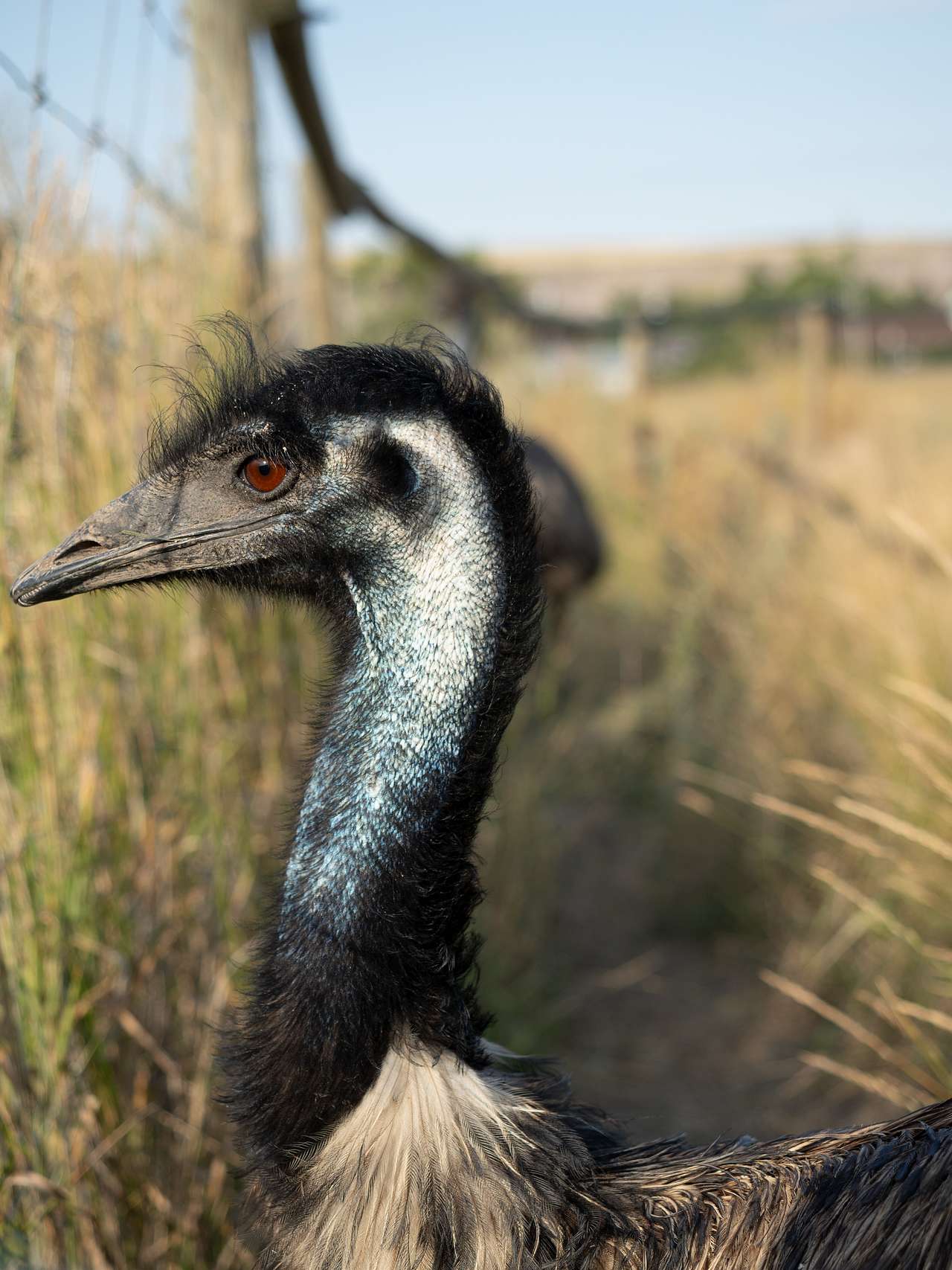 Raptor Valley Farm