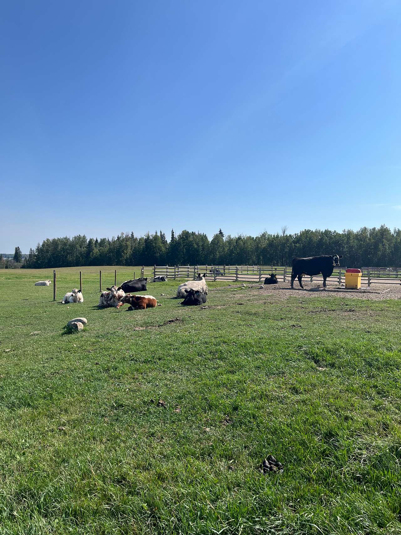 Sky Hound Ranch