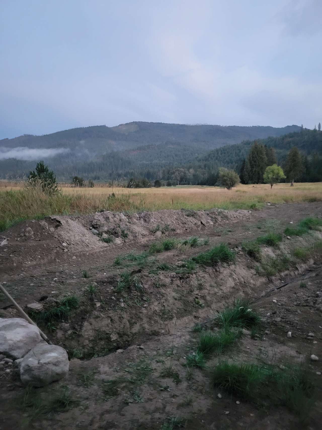Under the Cedars