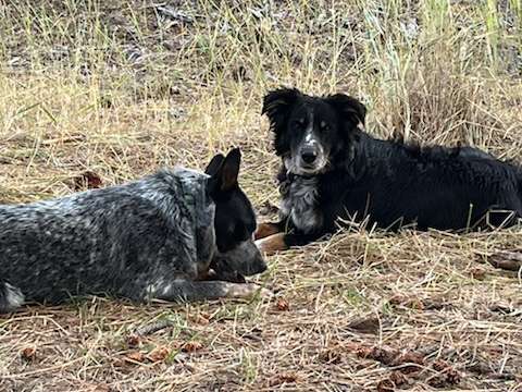 View pets photos of Triple Bridges Campground