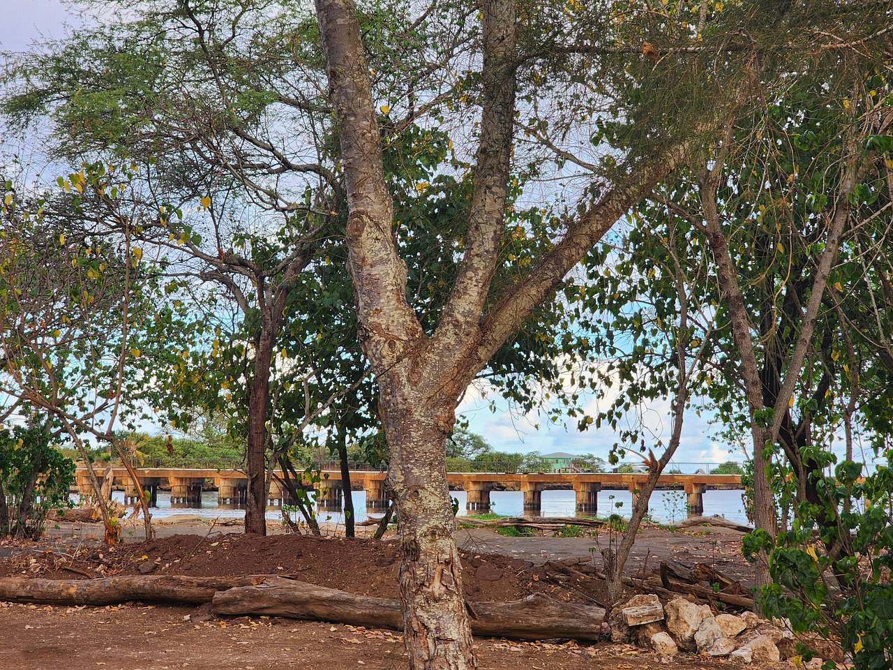 Mangrove Lounge