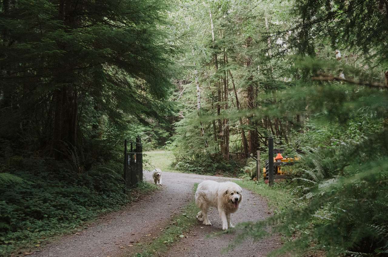 View pets photos of Chuckanut Hills Farm & Camp