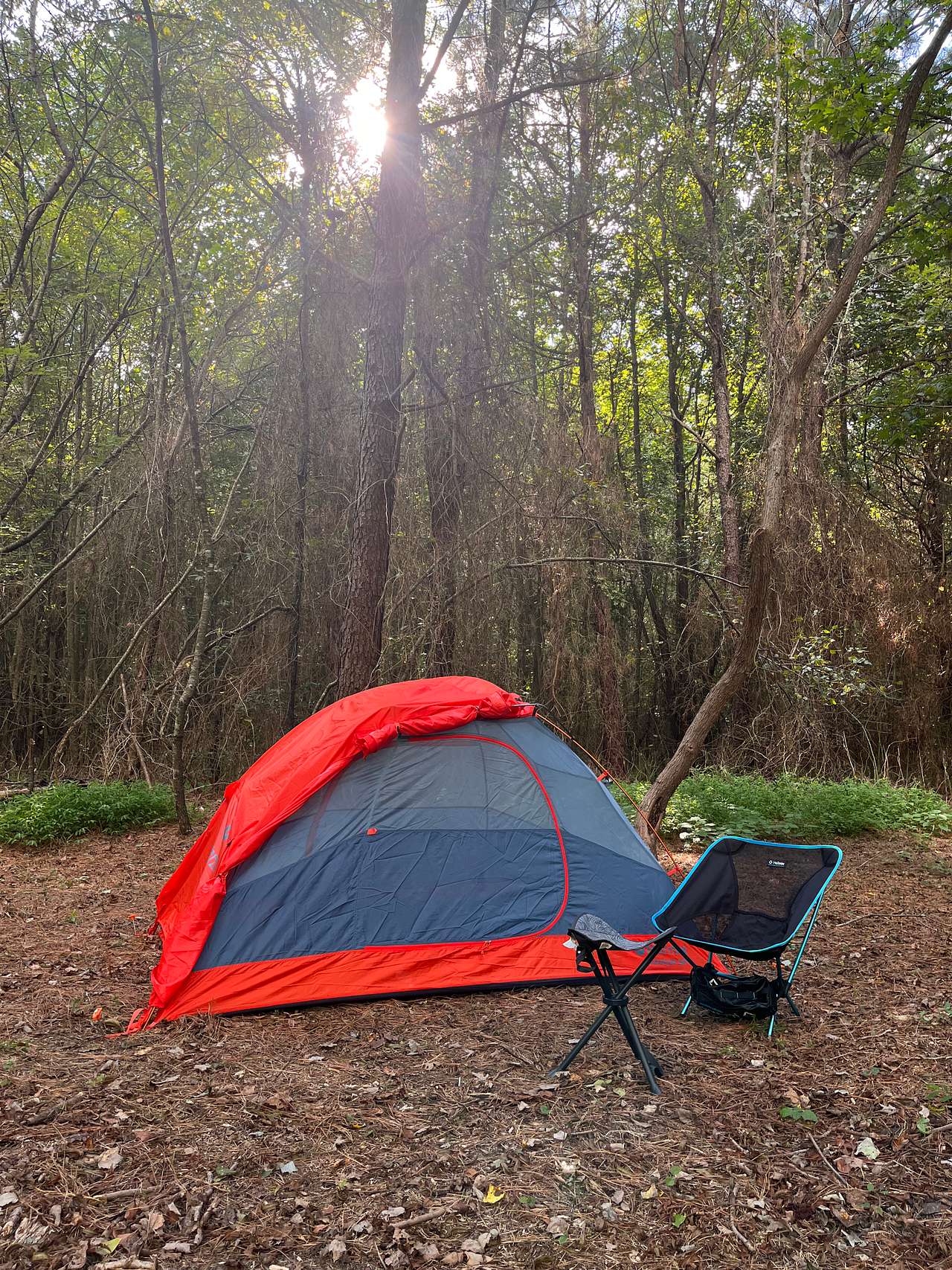 The Unplugged Forest