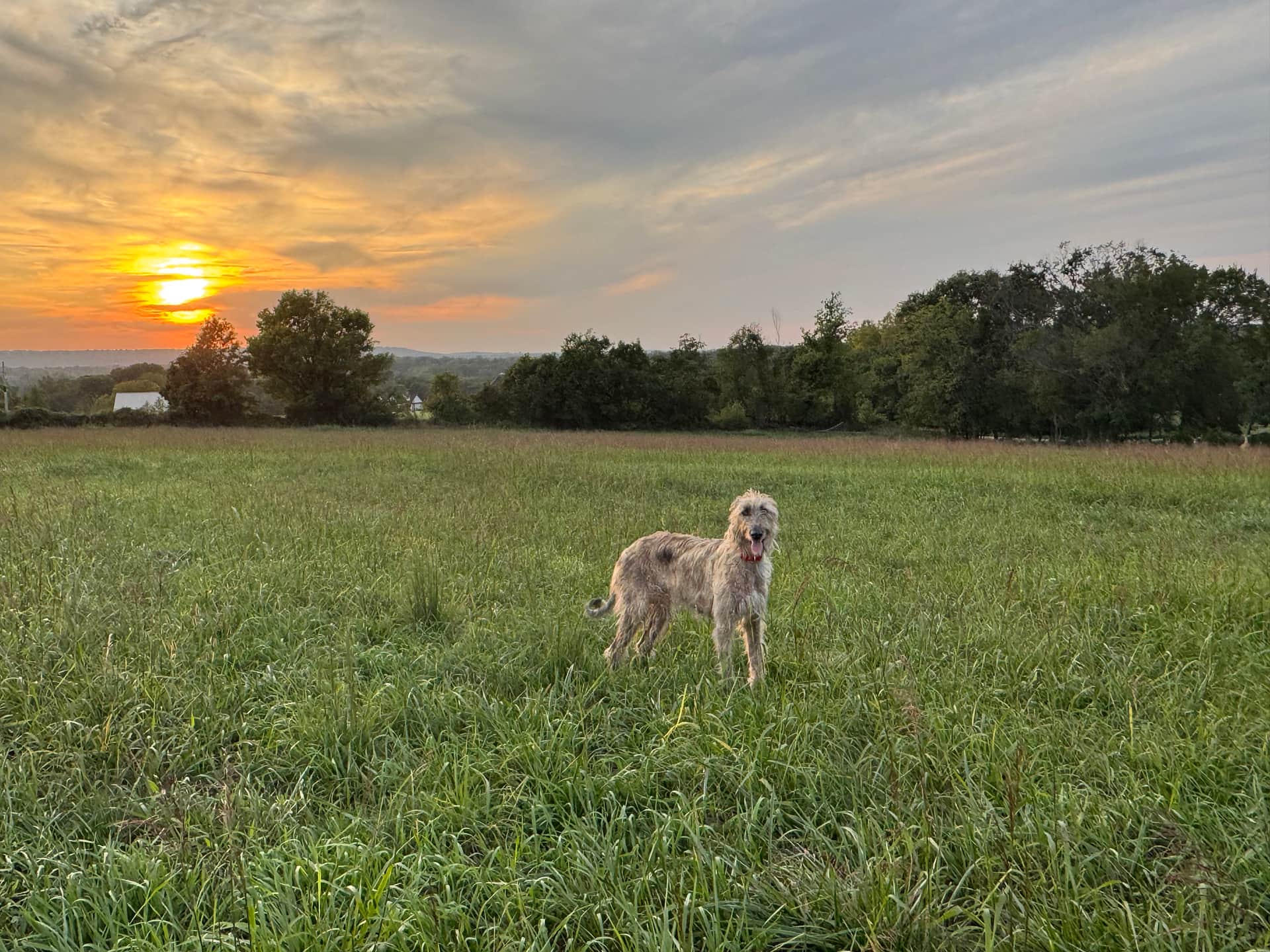 Ferguson Farms