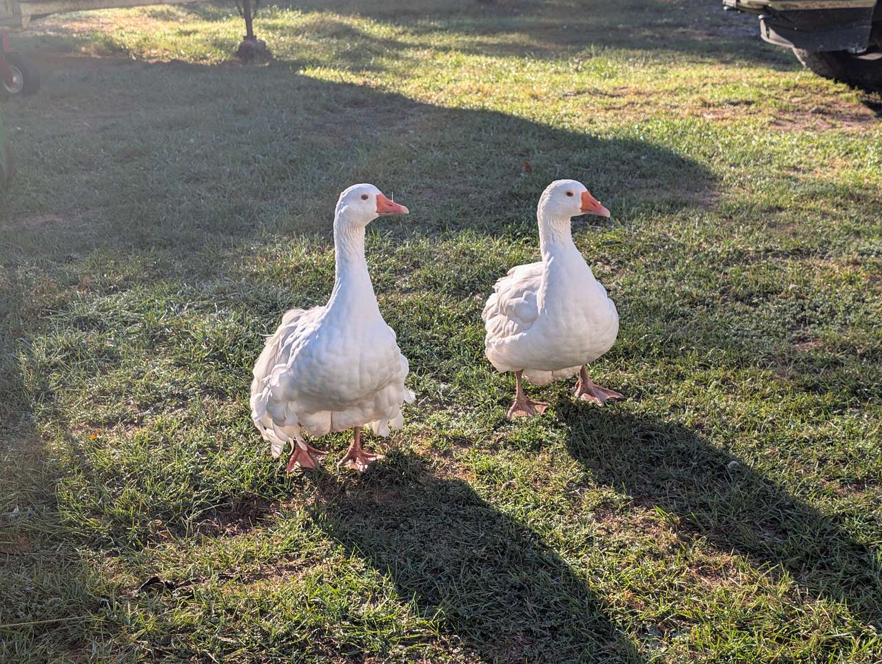Redemption Springs Farm