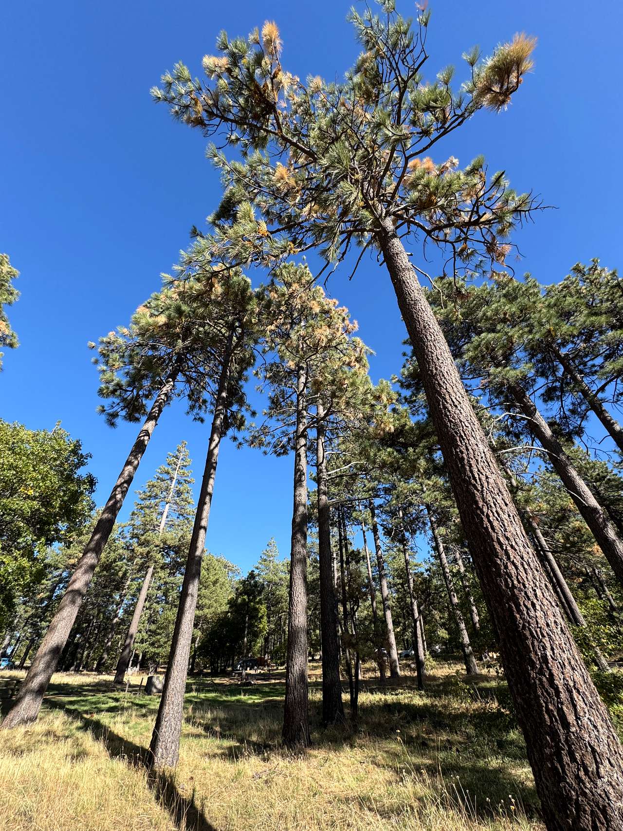 Around camp