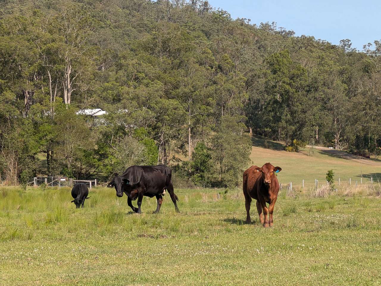 Bungabee Springs