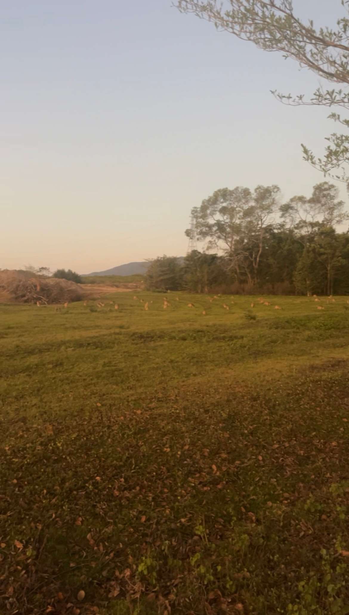 Easy Camping at Wallaby Nights
