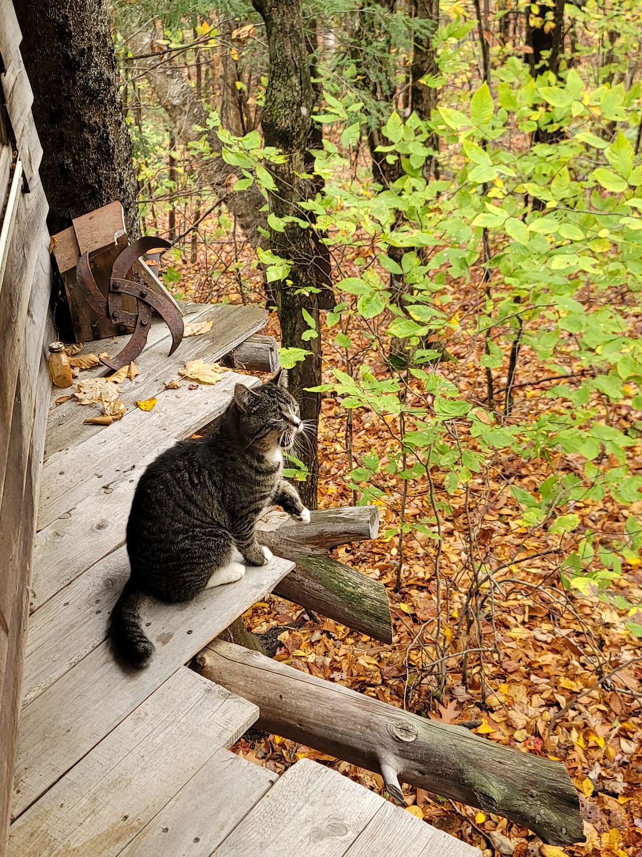 Streeter Mountain Farm