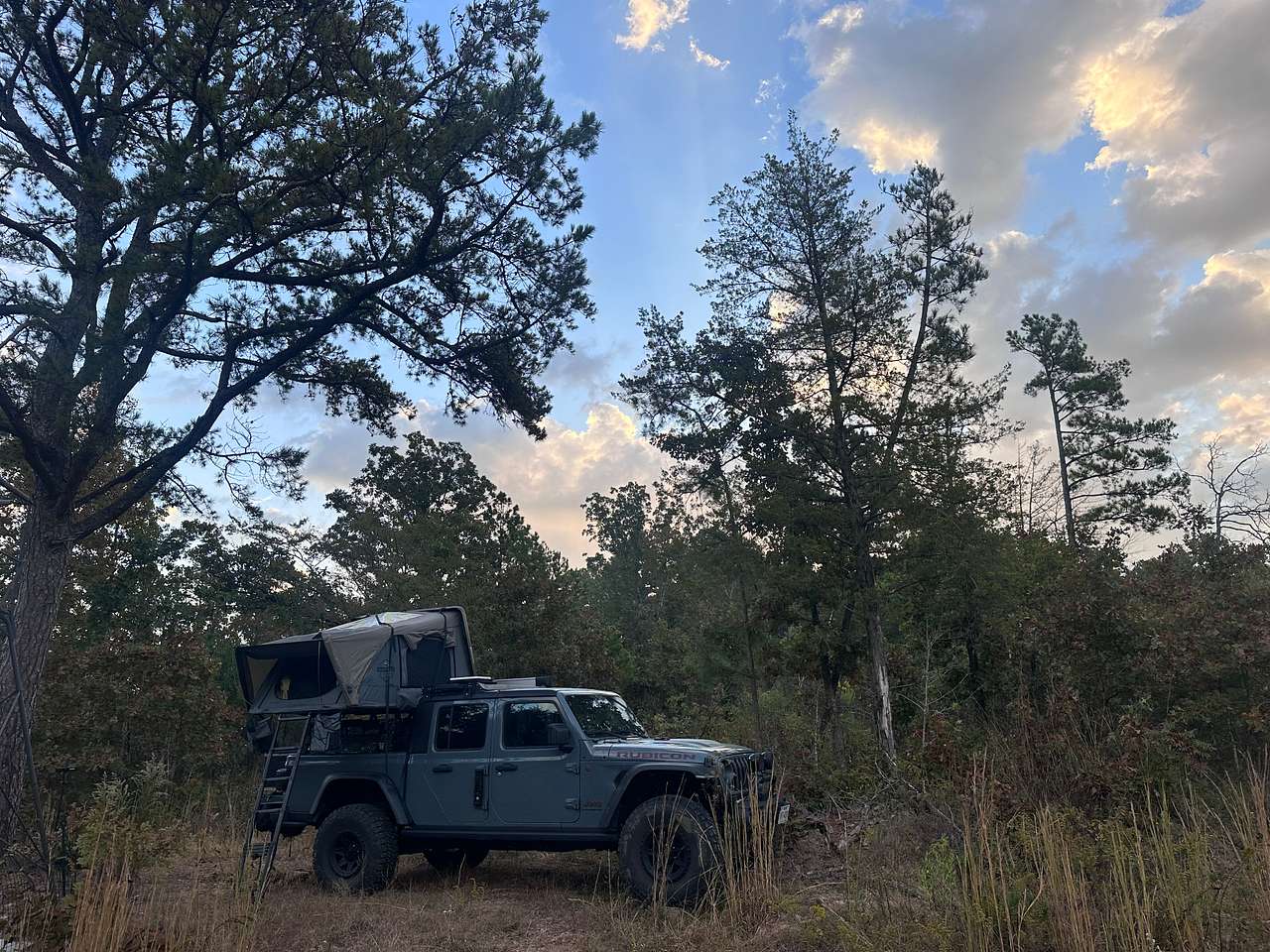 Buffalo Tree Ranch