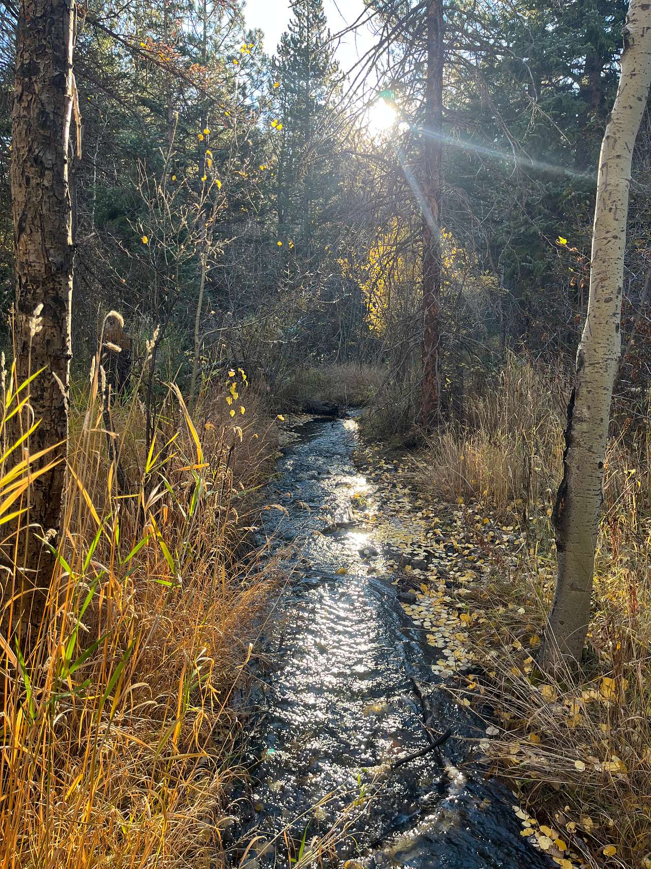 Creekside Paradise