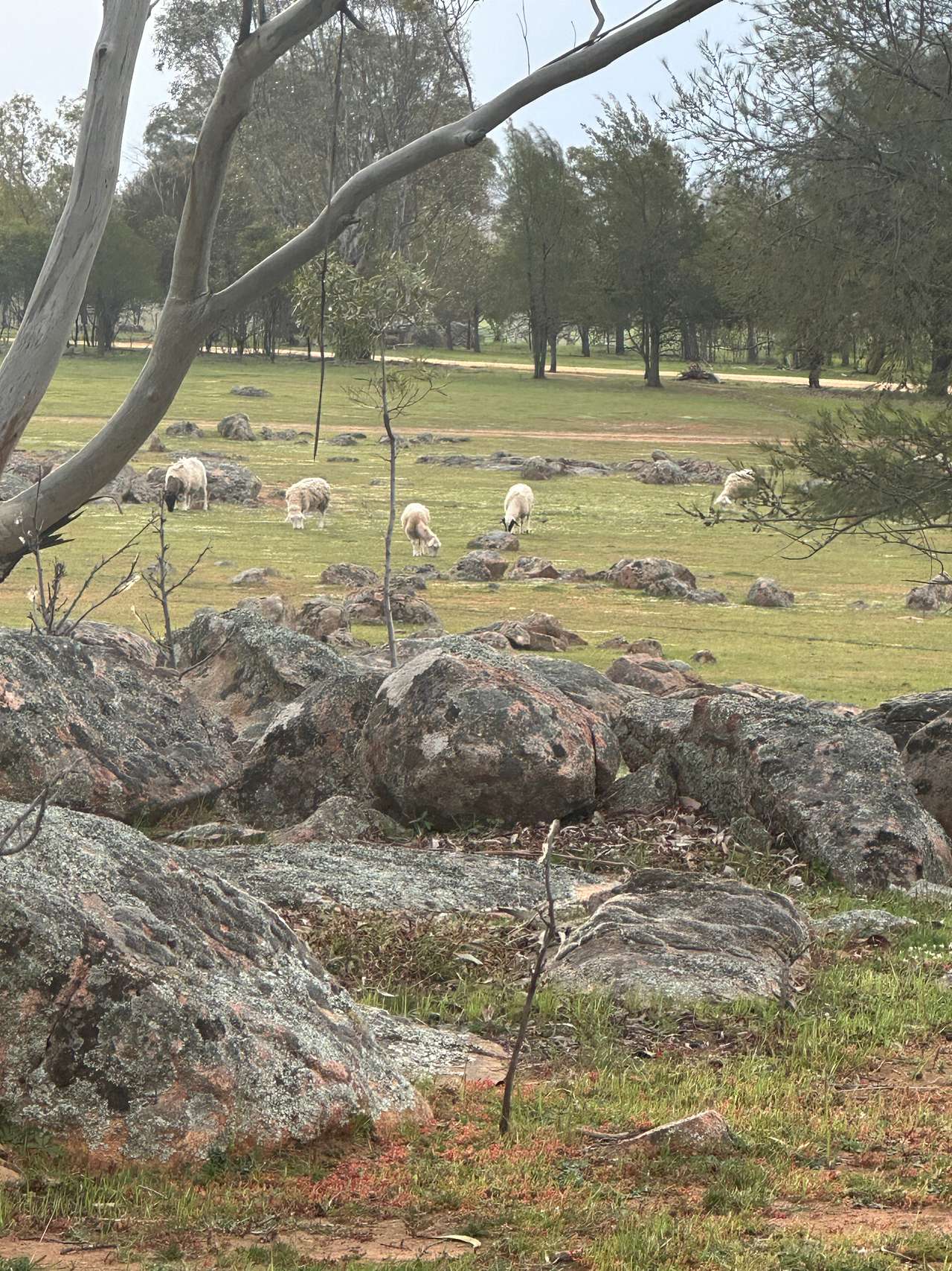 Picture of the site