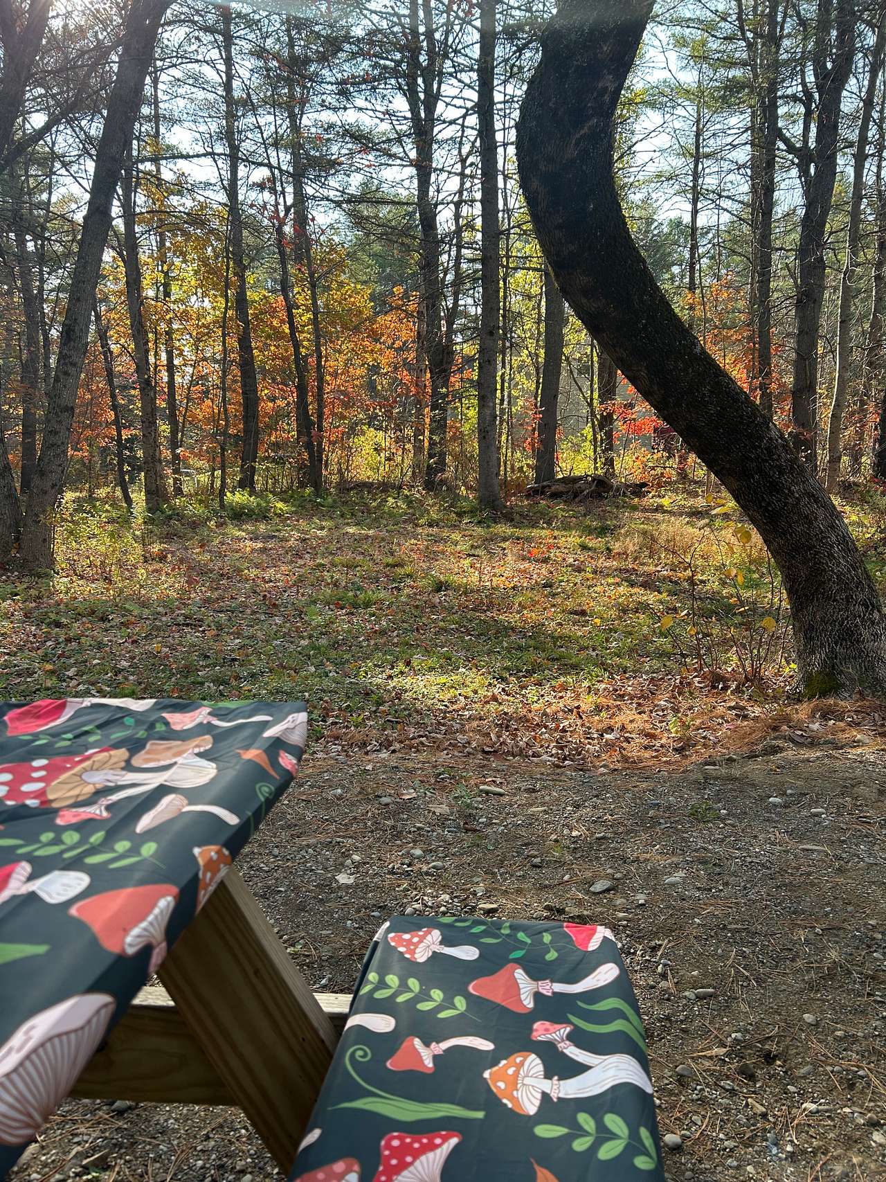 Private RV Camping by Penobscot Bay