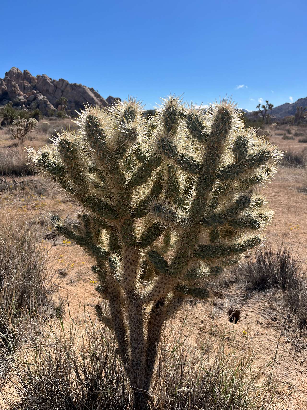 Joshua Tree Private Campsite