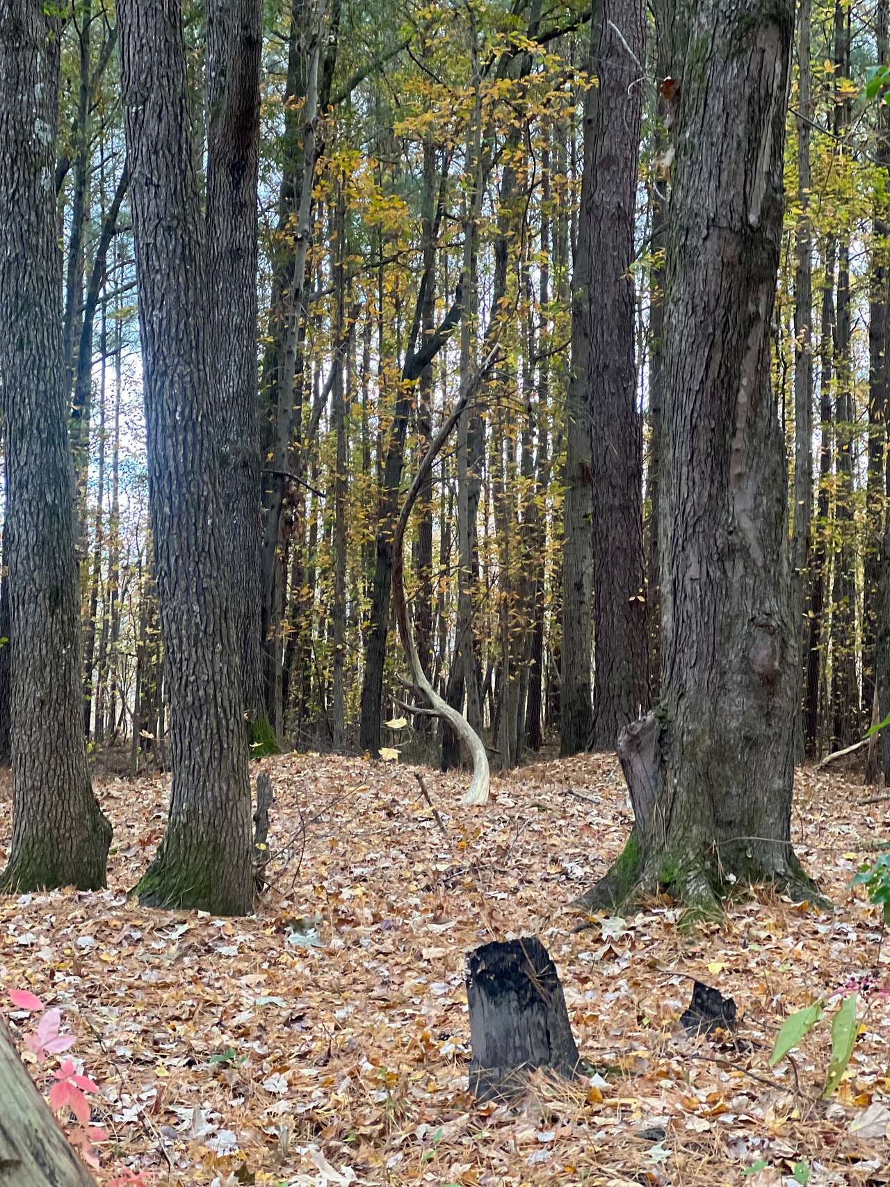 TINYHOME n WOODS & PRIVATE ISLAND